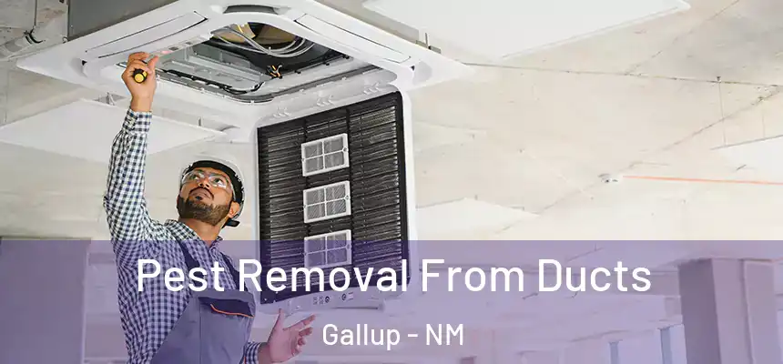Pest Removal From Ducts Gallup - NM